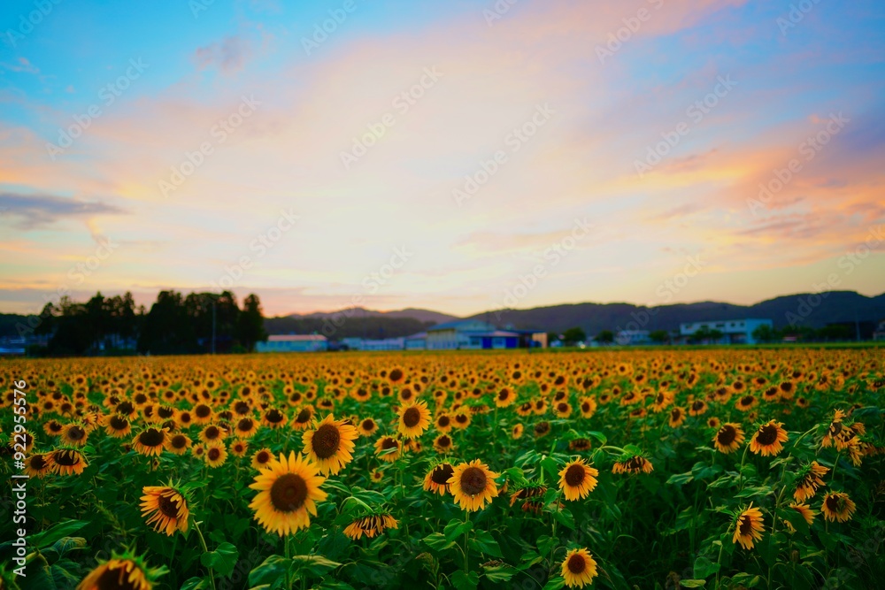 Fototapeta premium 福井県越前町のひまわり畑