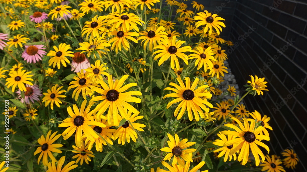 A Field of Pink and Yellow Coneflowers A Field of Pink and Yellow Coneflowers