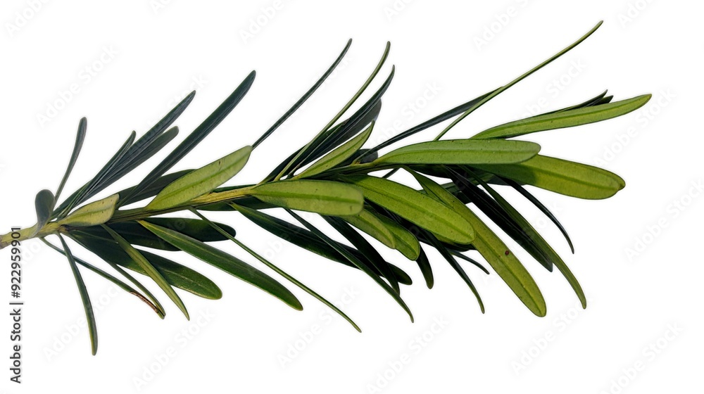 rosemary leaves isolated on a white background rosemary leaves isolated on a white background
