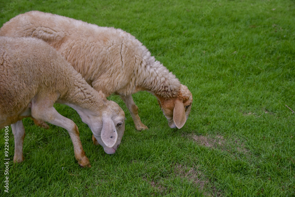 Obraz premium Two sheep are eating green grass in a meadow park. There is natural light.
