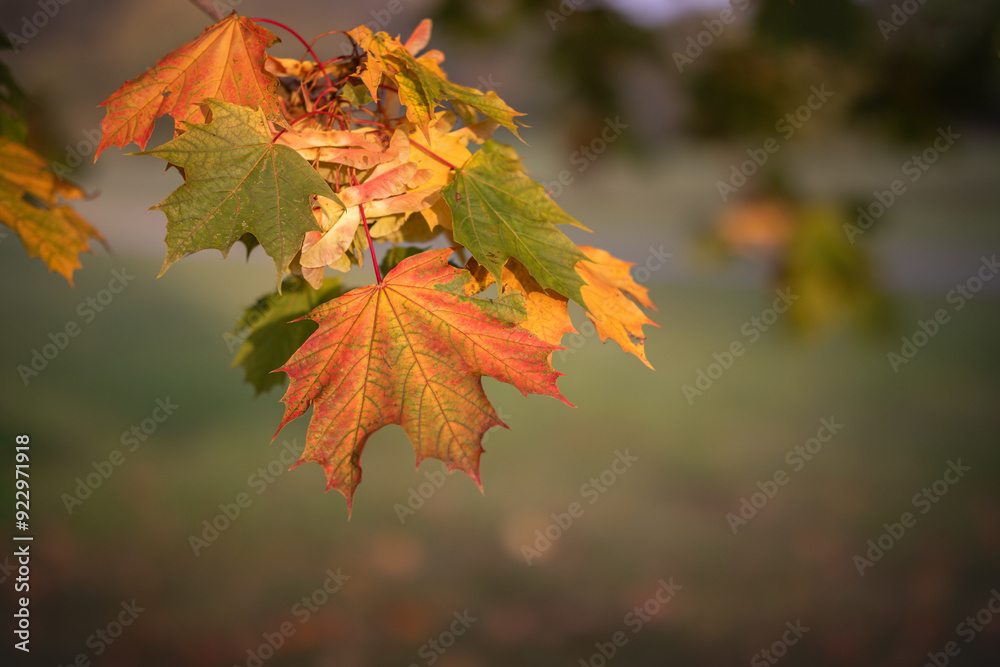 Colorful autumn leaves - autumn nature wallpaper Colorful autumn leaves - autumn nature wallpaper