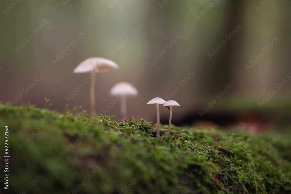 Mushrooms on a moss-covered tree trunk Mushrooms on a moss-covered tree trunk