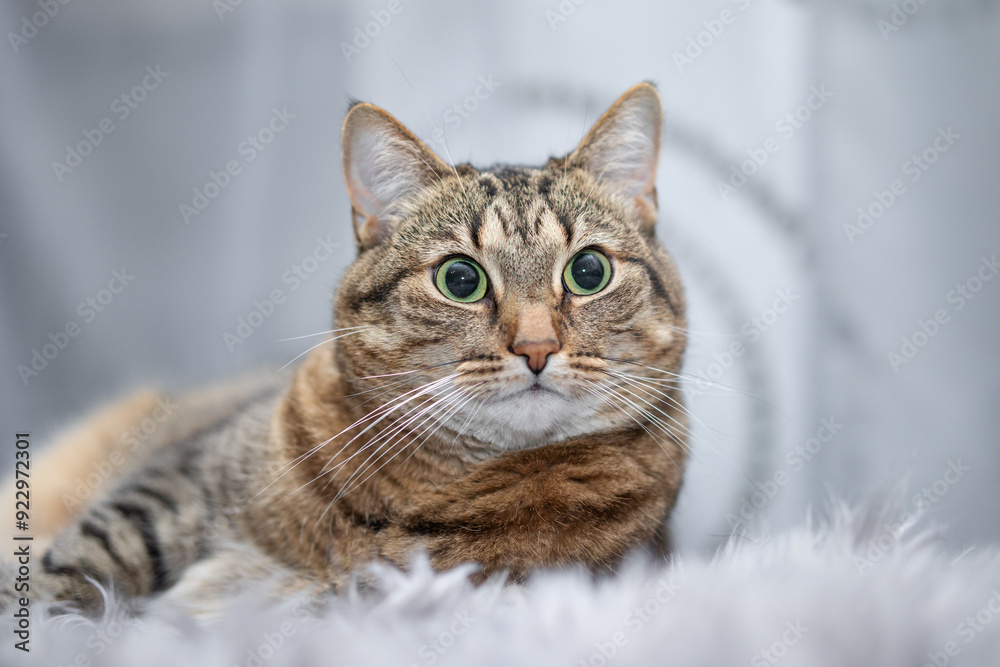 Indoor cat portrait - cat lying and looking relaxed Indoor cat portrait - cat lying and looking relaxed