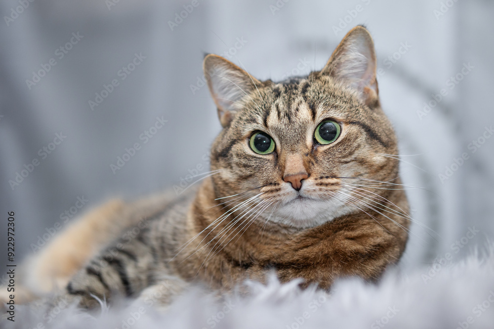 Indoor cat portrait - cat lying and looking relaxed Indoor cat portrait - cat lying and looking relaxed