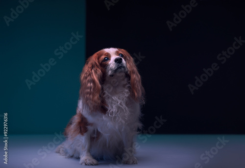 cavalier king charles spaniel