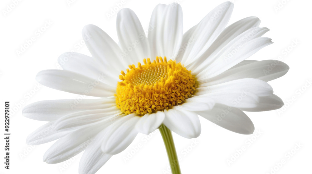 Naklejka premium chamomile transparent background