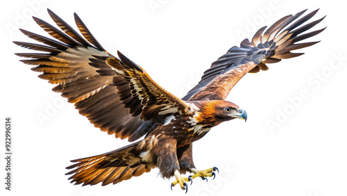 Wedge tailed eagle in flight isolated on transparent background