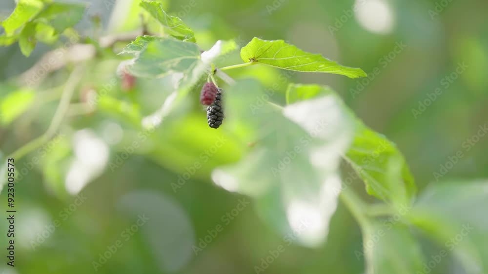 Mulberry Mulberry