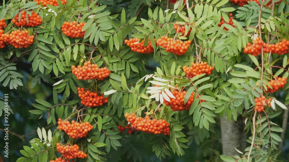 Rowan tree with ornamental leaves and clusters of orange ashberries. Favorite bird tree with ripe scarlet berries. European mountain ash plant growing in garden, forest, grove, coppice. 4K UHD 2160p Rowan tree with ornamental leaves and clusters of orange ashberries. Favorite bird tree with ripe scarlet berries. European mountain ash plant growing in garden, forest, grove, coppice. 4K UHD 2160p