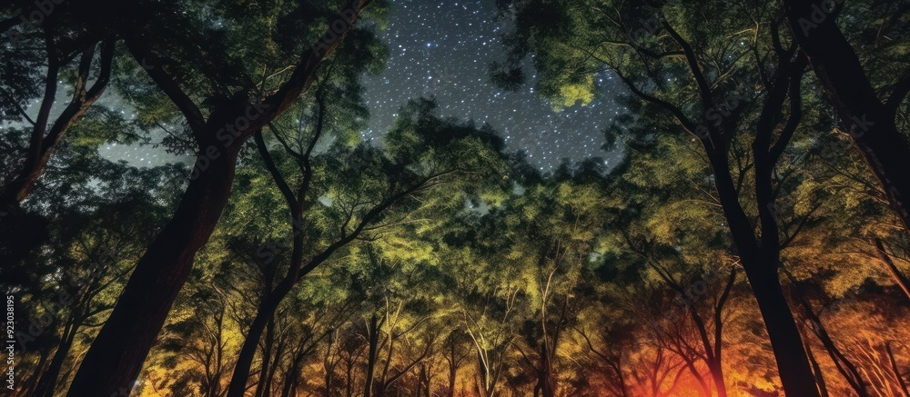Night Sky Through the Trees Night Sky Through the Trees