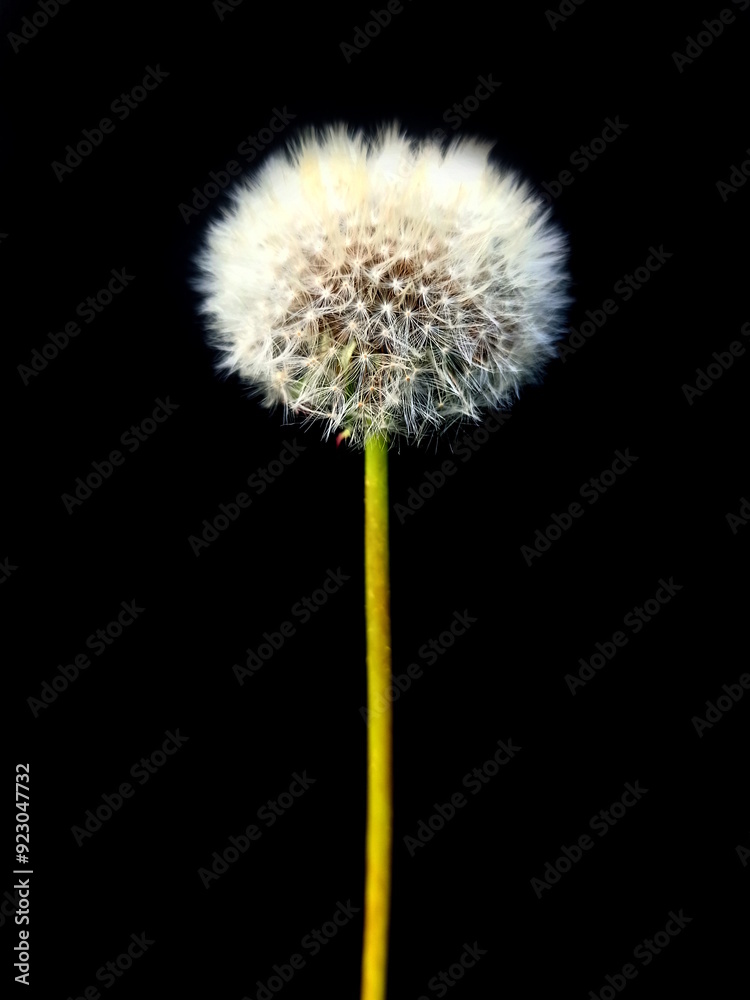 Beautiful and fluffy dandelion on a black background Beautiful and fluffy dandelion on a black background