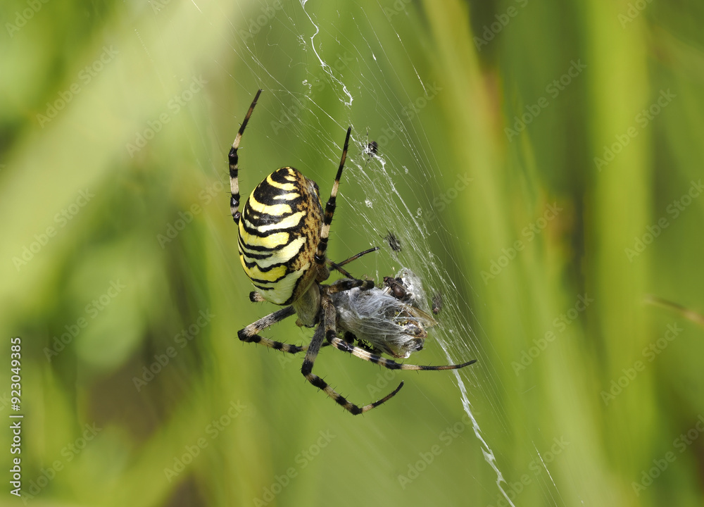 Wespenspinne (Argiope bruennichi) Wespenspinne (Argiope bruennichi)