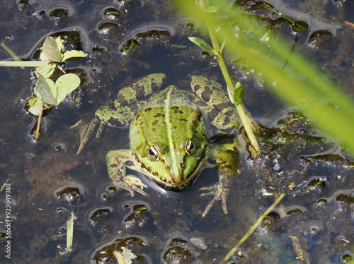 Grünfrosch  (Pelophylax „esculentus“) photo