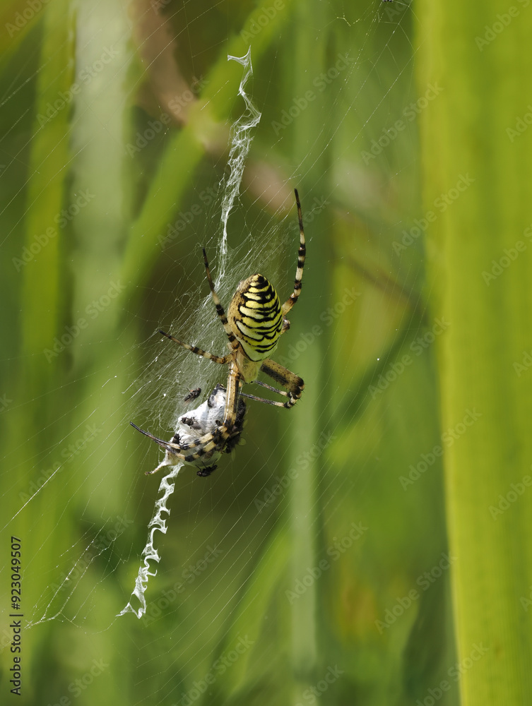 Wespenspinne (Argiope bruennichi) Wespenspinne (Argiope bruennichi)