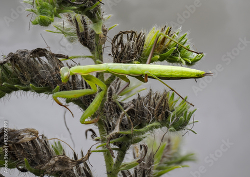 Europäische Gottesanbeterin (Mantis religiosa) photo