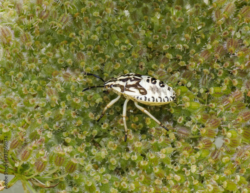Purpur-Fruchtwanze, Verkannter Enak, Purpur-Baumwanze, Carpocoris purpureipennis  auf Wilder Möhre photo