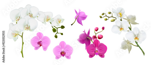 3d realistic vector illustration. Colorful orchid stems in white, pink color. Isolated on white background.