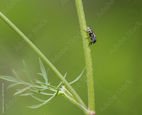 Augenstreifen-Schmeißfliege (Stomorrhina lunata) photo