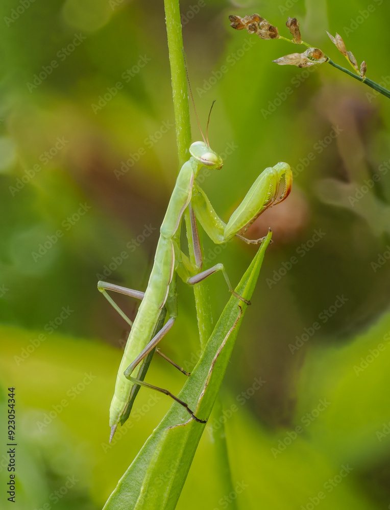 Europäische Gottesanbeterin (Mantis religiosa) Europäische Gottesanbeterin (Mantis religiosa)