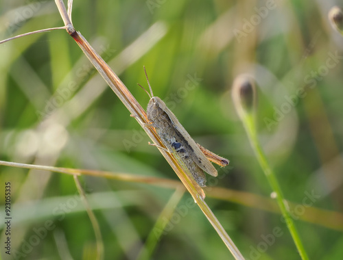 Grashüpfer spec. photo