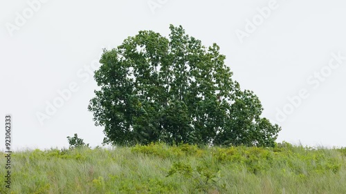 Tree with branches blowing in a strong wind. Shot in 4k photo