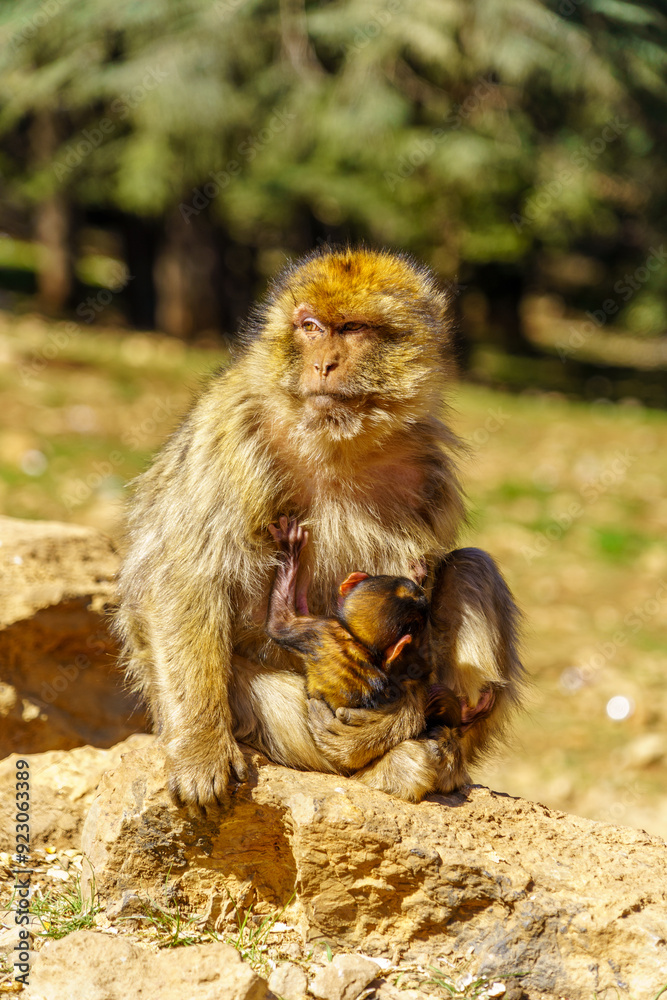 Barbary macaque monkey, in the Middle Atlas Mountain
