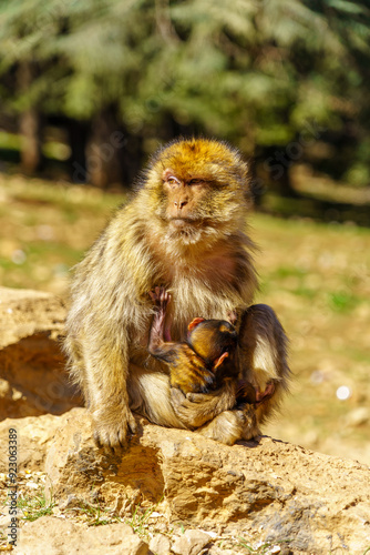 Obraz na płótnie Barbary macaque monkey, in the Middle Atlas Mountain w salonie