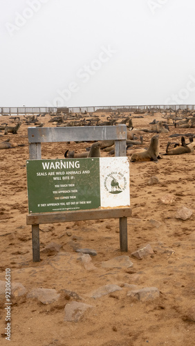 Südafrikanische Seebären (Arctocephalus pusillus) am Cape Cross, Namibia photo