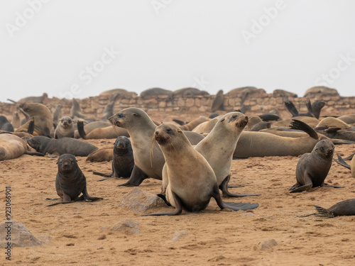 Südafrikanische Seebären (Arctocephalus pusillus) photo