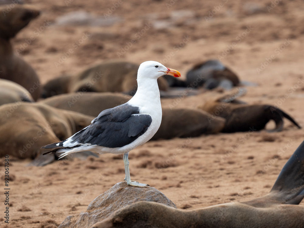 Südafrikanische Seebär (Arctocephalus pusillus), Dominikanermöwe (Larus dominicanus) Südafrikanische Seebär (Arctocephalus pusillus), Dominikanermöwe (Larus dominicanus)