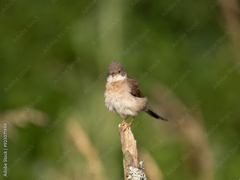 Neuntöter (Lanius collurio) Neuntöter (Lanius collurio)