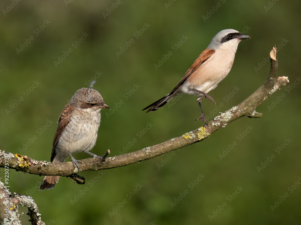 Fototapeta premium Neuntöter (Lanius collurio)