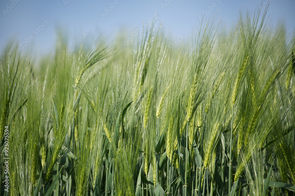 Green barley field in the middle of the growing season Green barley field in the middle of the growing season