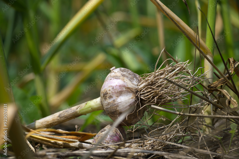 Close-up of freshly harvested garlic bulbs in a garden Close-up of freshly harvested garlic bulbs in a garden
