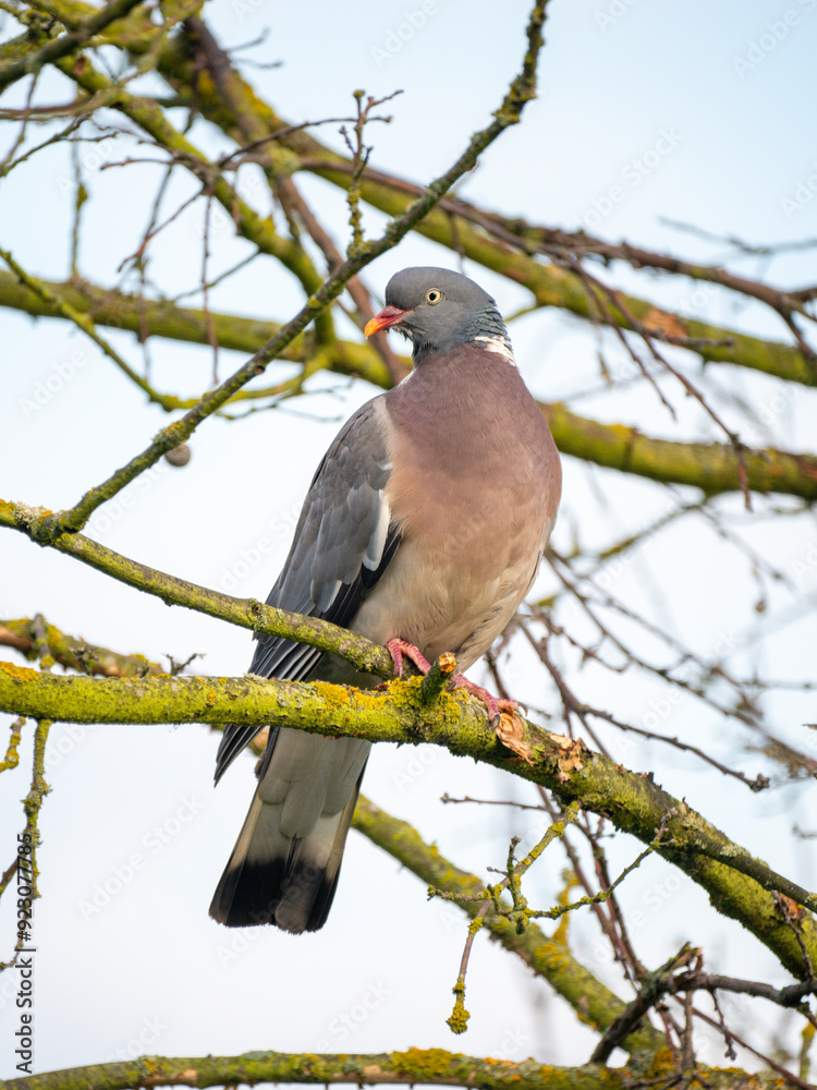 Fototapeta premium Ringeltaube (Columba palumbus)