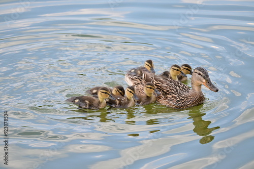 duck and duckling