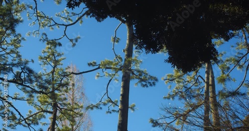 Pigeons flying among the pine trees | Japanese Landscapes photo