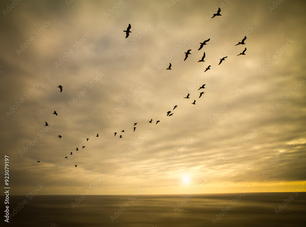 A large flock of seagulls flying over the ocean against a dramatic sunset sky A large flock of seagulls flying over the ocean against a dramatic sunset sky