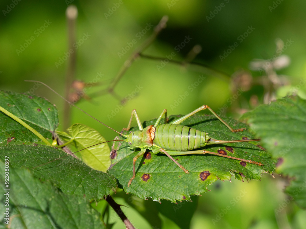Westliche Steppen-Sattelschrecke (Ephippiger ephippiger) Westliche Steppen-Sattelschrecke (Ephippiger ephippiger)