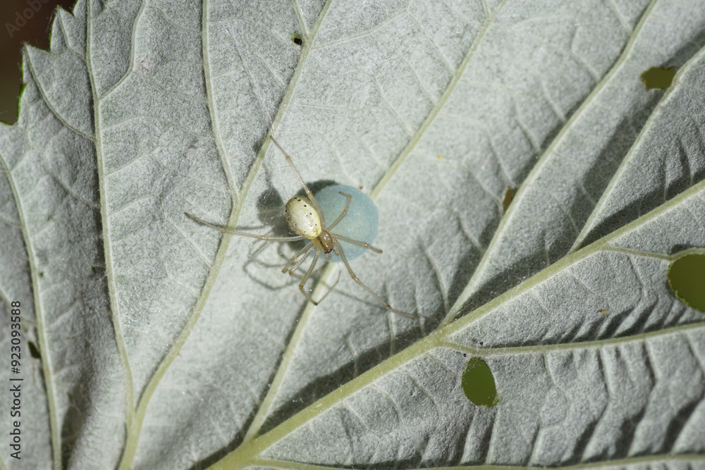 Φωτογραφία Closeup of female spider Enoplognatha ovata or the similar Enoplognatha latimana, family Theridiidae