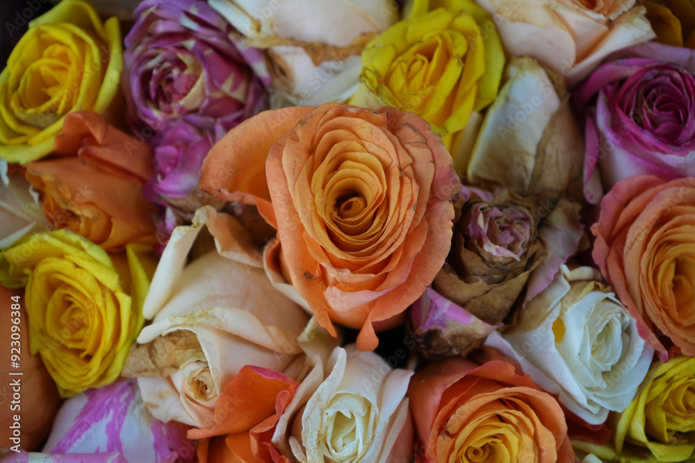 background of wilted flowers. Old dried colorful roses as backdrop. background of wilted flowers. Old dried colorful roses as backdrop.