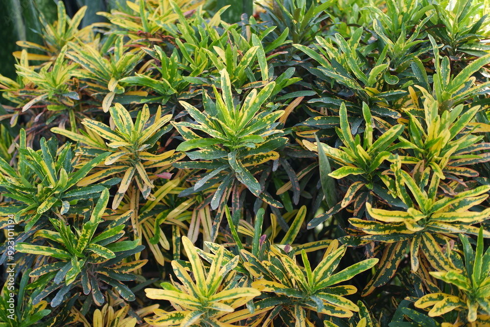 Variegated leaves of Croton plant, Croton variegata Variegated leaves of Croton plant, Croton variegata