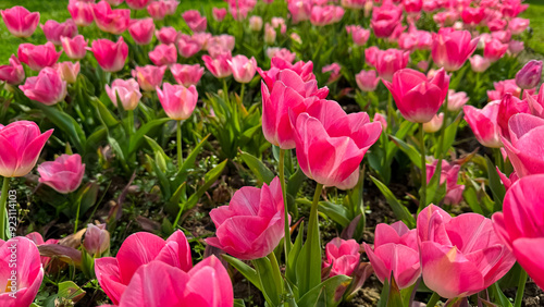 Vivid pink tulips blooming in spring garden, close up view with sunlit petals and fresh green leaves. Love and summer season concept.