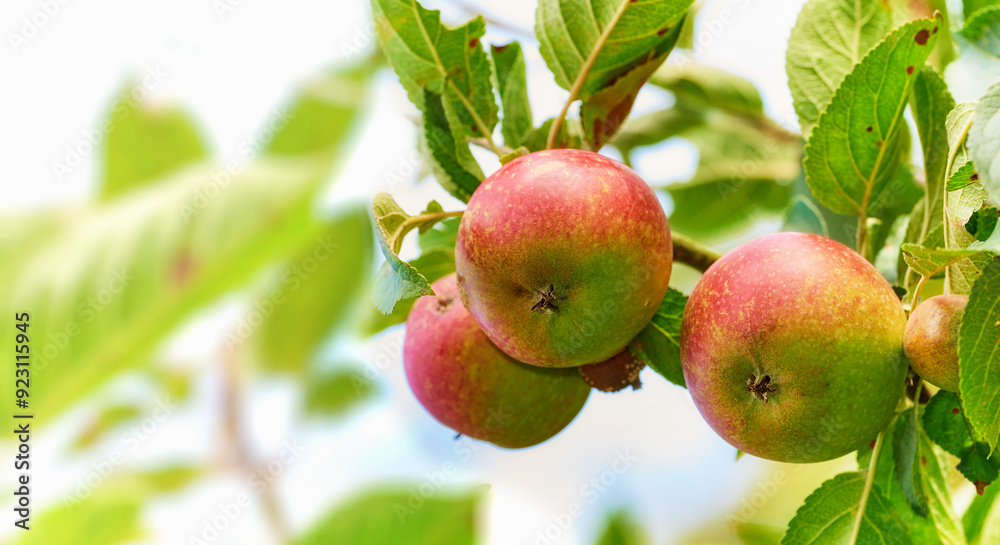 Outdoor, tree and apple for harvest in agriculture for nutrition, health and organic in Virginia. Fruit, green and environmental with sustainability, crop and plantation for food production at farm Outdoor, tree and apple for harvest in agriculture for nutrition, health and organic in Virginia. Fruit, green and environmental with sustainability, crop and plantation for food production at farm