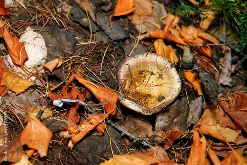 Pilze wachsen im Wald.Steinpilz.Birkenpilz.Hallimasche.Fuchs.Trüffel.Butterpilz. Austernpilz (Pleurotus ostreatus).Nahaufnahme Makro.Gesunde Lebensmittel und Medikamente werden verwendet.Postkarte. photo