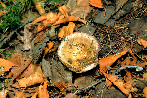 Pilze wachsen im Wald.Steinpilz.Birkenpilz.Hallimasche.Fuchs.Trüffel.Butterpilz. Austernpilz (Pleurotus ostreatus).Nahaufnahme Makro.Gesunde Lebensmittel und Medikamente werden verwendet.Postkarte. photo