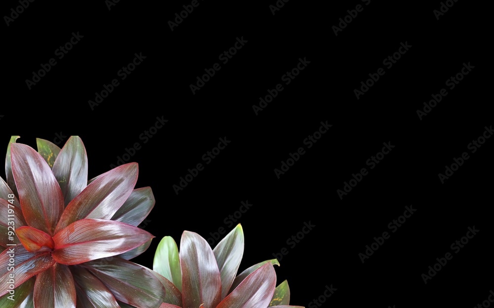 Fototapeta premium Brown sunflower background with empty space for greeting text.