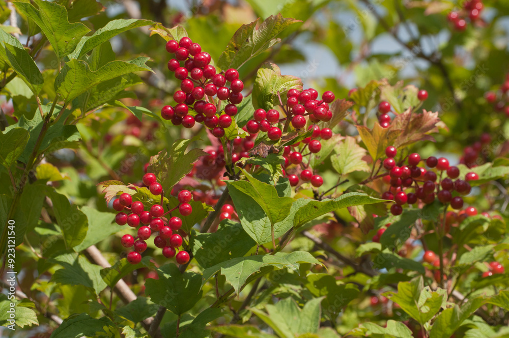 Ripe berries of red viburnum (Viburnum opulus) Ripe berries of red viburnum (Viburnum opulus)