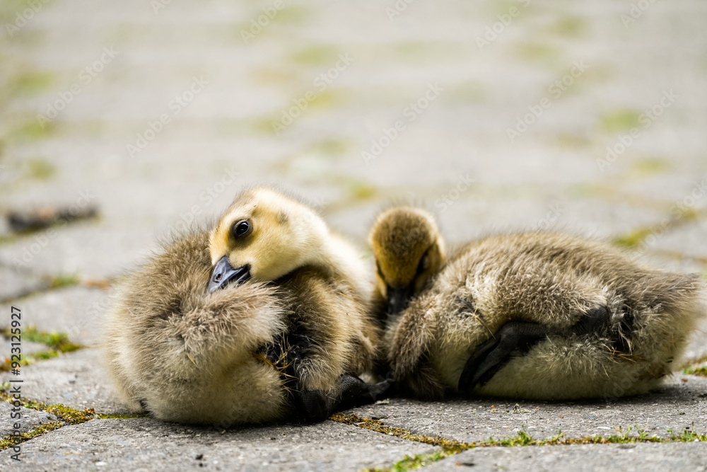 Portrait of Egyptian goose chick. Young birds in close-up. Alopochen aegyptiaca.
Portrait of Egyptian goose chick. Young birds in close-up. Alopochen aegyptiaca.