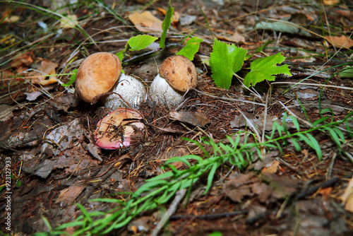 Pilze wachsen im Wald.Steinpilz.Birkenpilz.Hallimasche.Fuchs.Trüffel.Butterpilz. Austernpilz (Pleurotus ostreatus).Nahaufnahme Makro.Gesunde Lebensmittel und Medikamente werden verwendet.Postkarte. photo